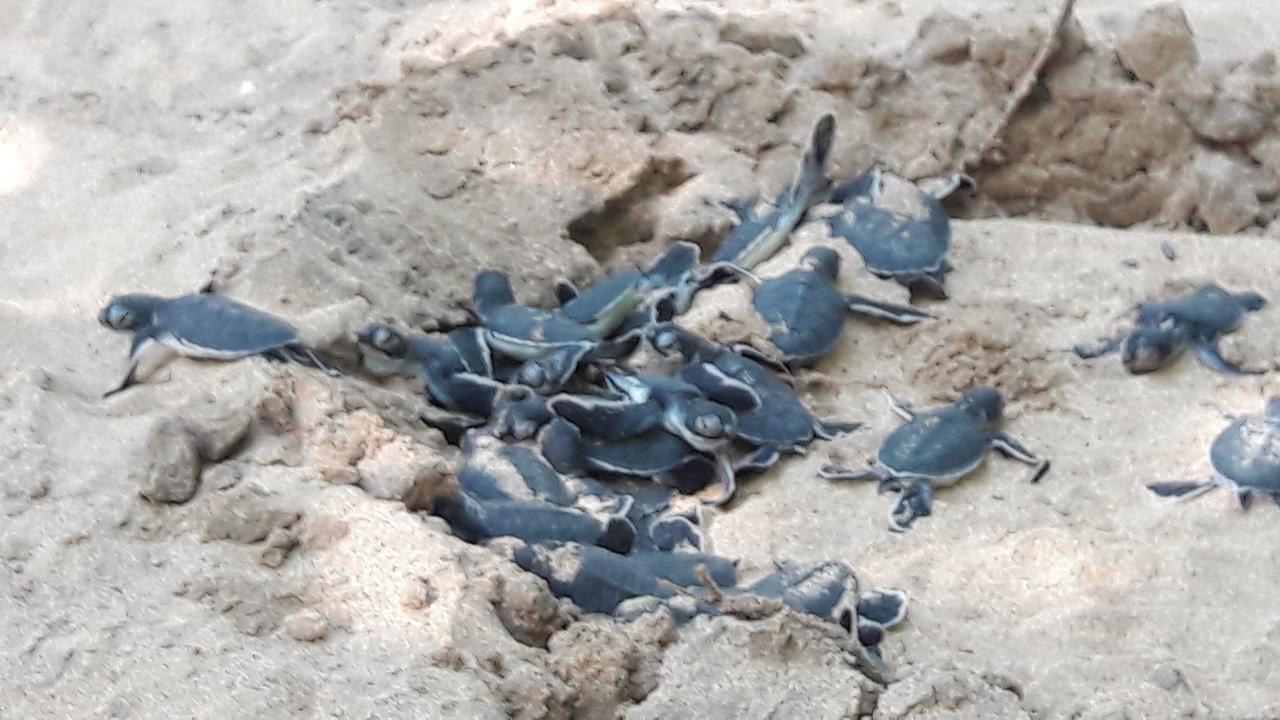 Leatherback Beach Villa Ahungalla Εξωτερικό φωτογραφία