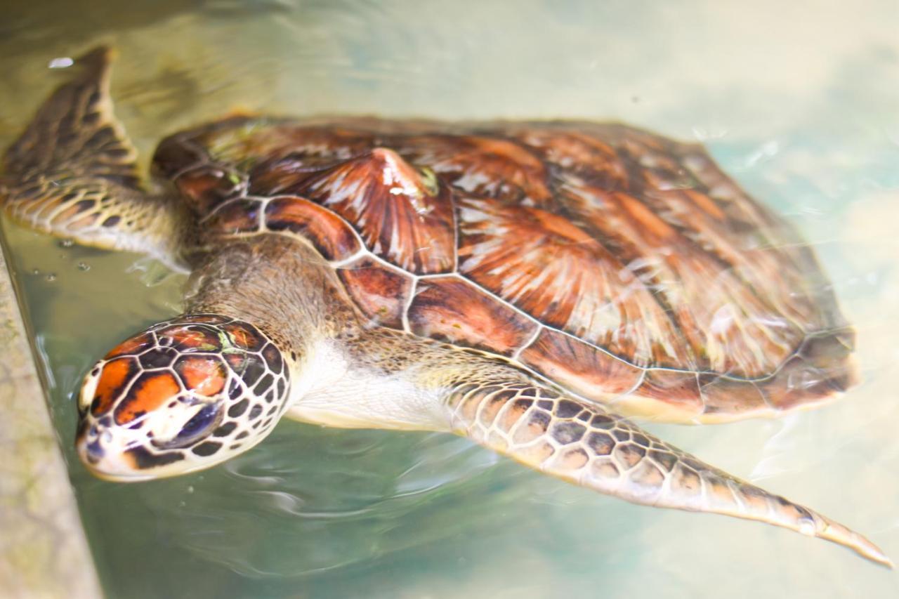 Leatherback Beach Villa Ahungalla Εξωτερικό φωτογραφία