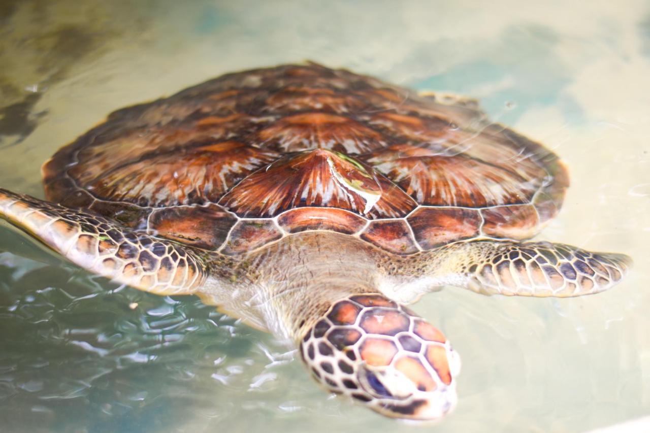 Leatherback Beach Villa Ahungalla Εξωτερικό φωτογραφία